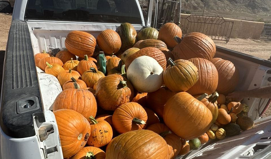 pumkins-fall-event-st-george-utah-harvest-pick-your-own